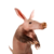 Aardvark icon