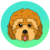 Cockapoo icon