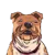 DOGSROCK icon