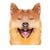 Duke Inu icon