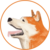 Hachi icon